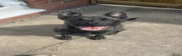 Mixed Breed dogs for sale: Lovely family dog for rehoming  in Chorley - Advert 1