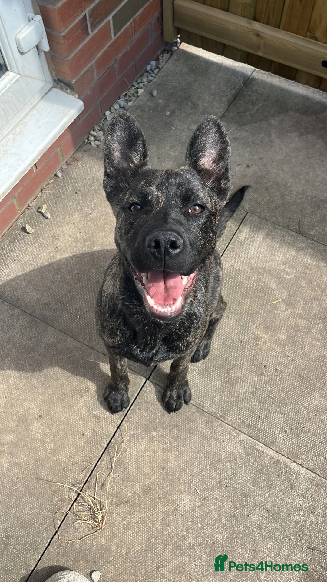 Mixed Breed dogs for sale: Lovely family dog for rehoming  in Chorley - Advert 1