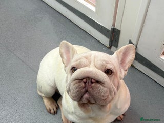 French Bulldog dogs BIG ROPE 🧬 - Advert 3