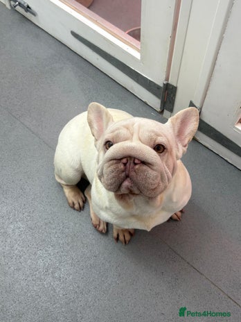 French Bulldog dogs BIG ROPE 🧬 - Advert 1