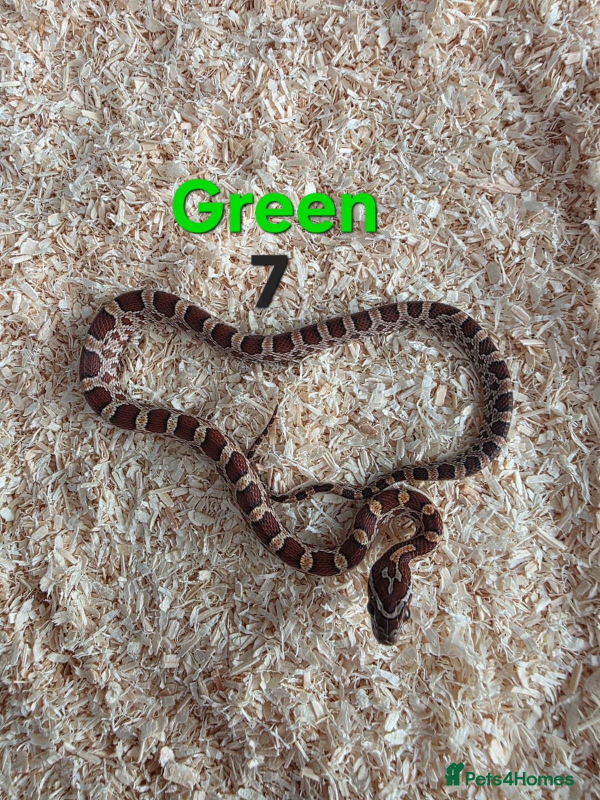 Corn Snake reptiles for sale: Various Cornsnakes avilable  - Advert 22