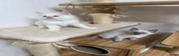 Ragdoll cats for sale: Beautiful ragdoll kittens  - Advert 15