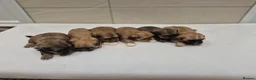 Shih Tzu dogs for sale: Shih Tzu Puppies - Advert 9