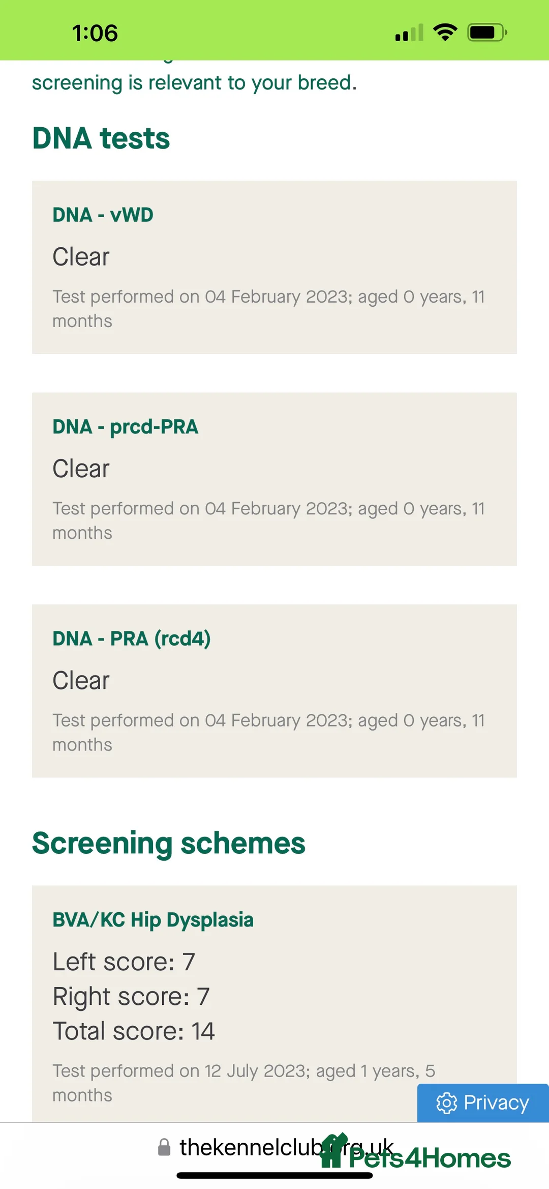 Standard Poodle dogs for stud: DNA & Hip scored KC reg Standard Poodle for Stud in Welshpool - Advert 7