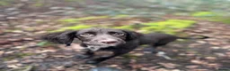 Cocker Spaniel dogs for sale: Bear  in London - Advert 3