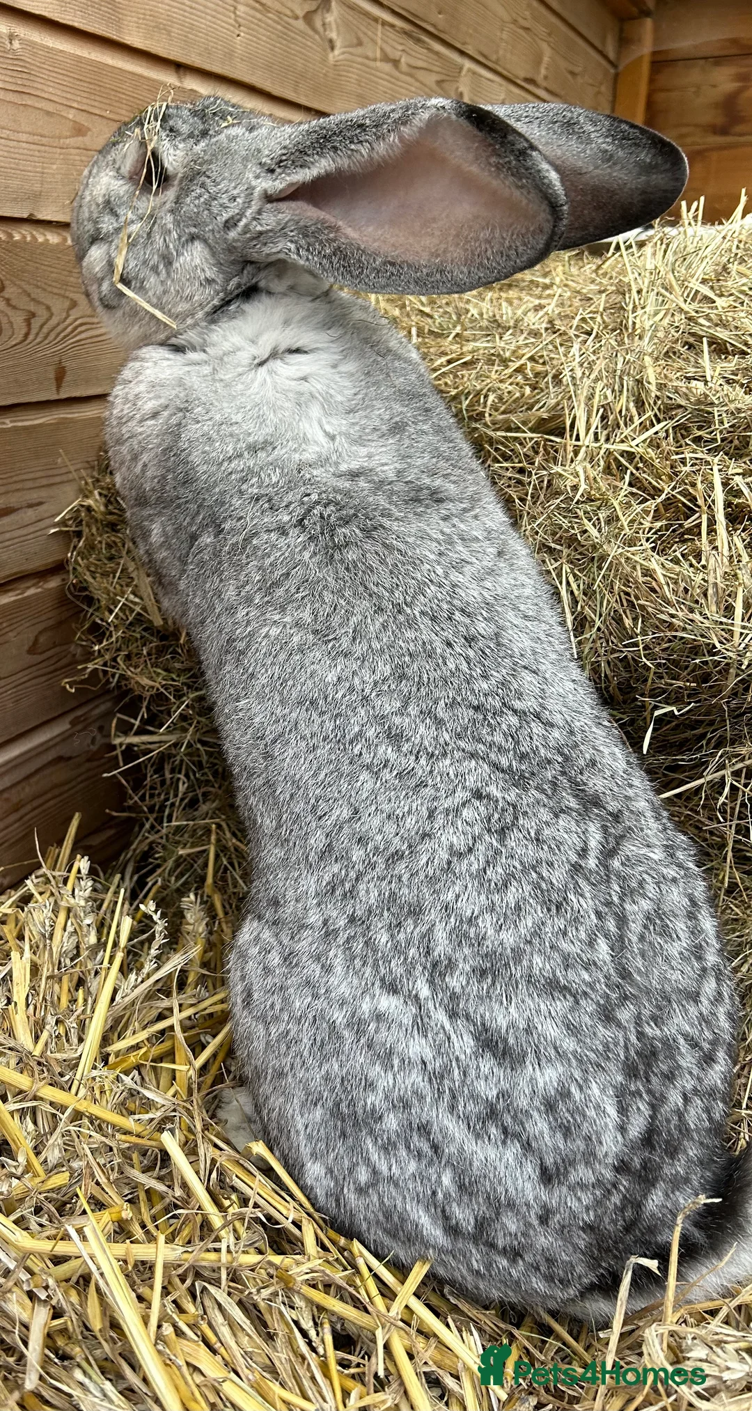Continental Giant rabbits for sale: WE HAVE THE WORLDS BIGGEST BUNNIES  - Advert 2