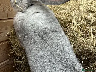 Continental Giant rabbits WE HAVE THE WORLDS BIGGEST BUNNIES - Advert 15