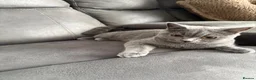 British Shorthair cats for sale: British shorthair kitten “READY NOW “ - Advert 8