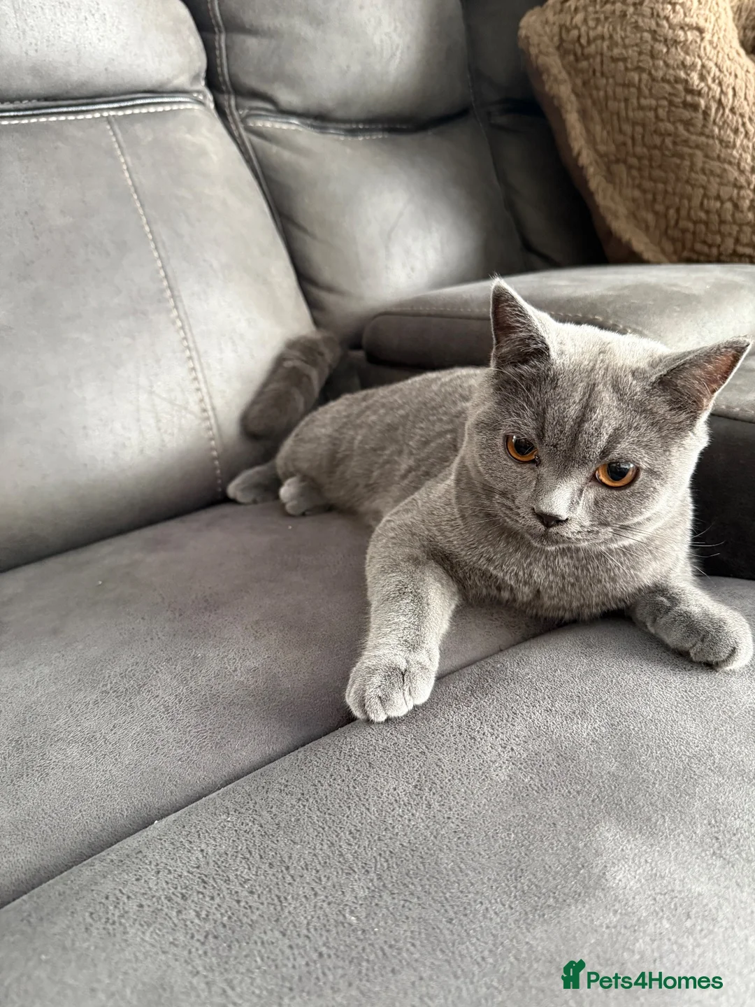 British Shorthair cats for sale: British shorthair kitten “READY NOW “ - Advert 8