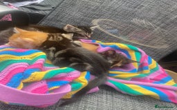 Domestic Shorthair cats for sale: 1 ginger male and 1 ginger/black female ready now  - Image 8