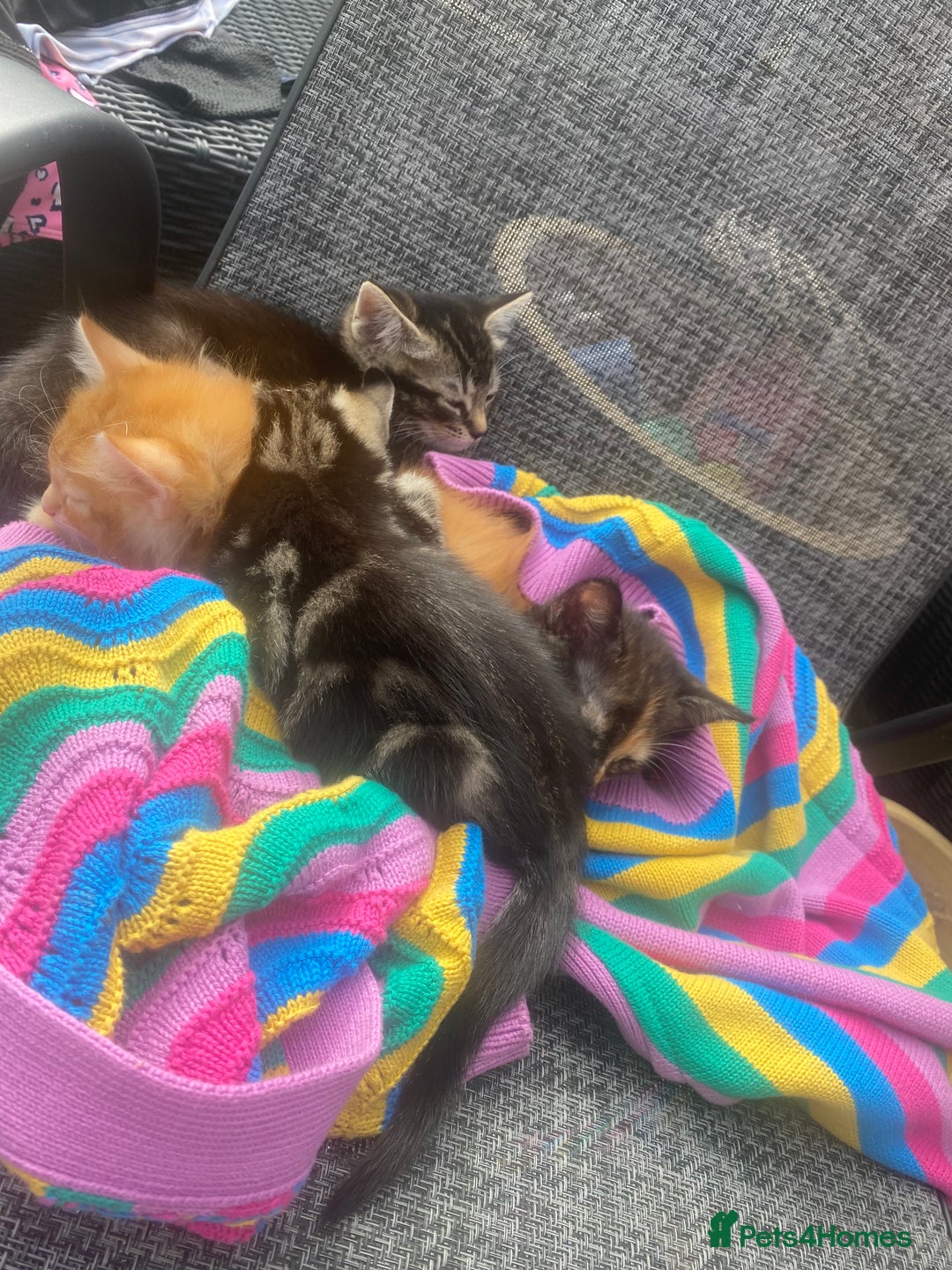 Domestic Shorthair cats for sale: 1 ginger male and 1 ginger/black female ready now  - Image 8
