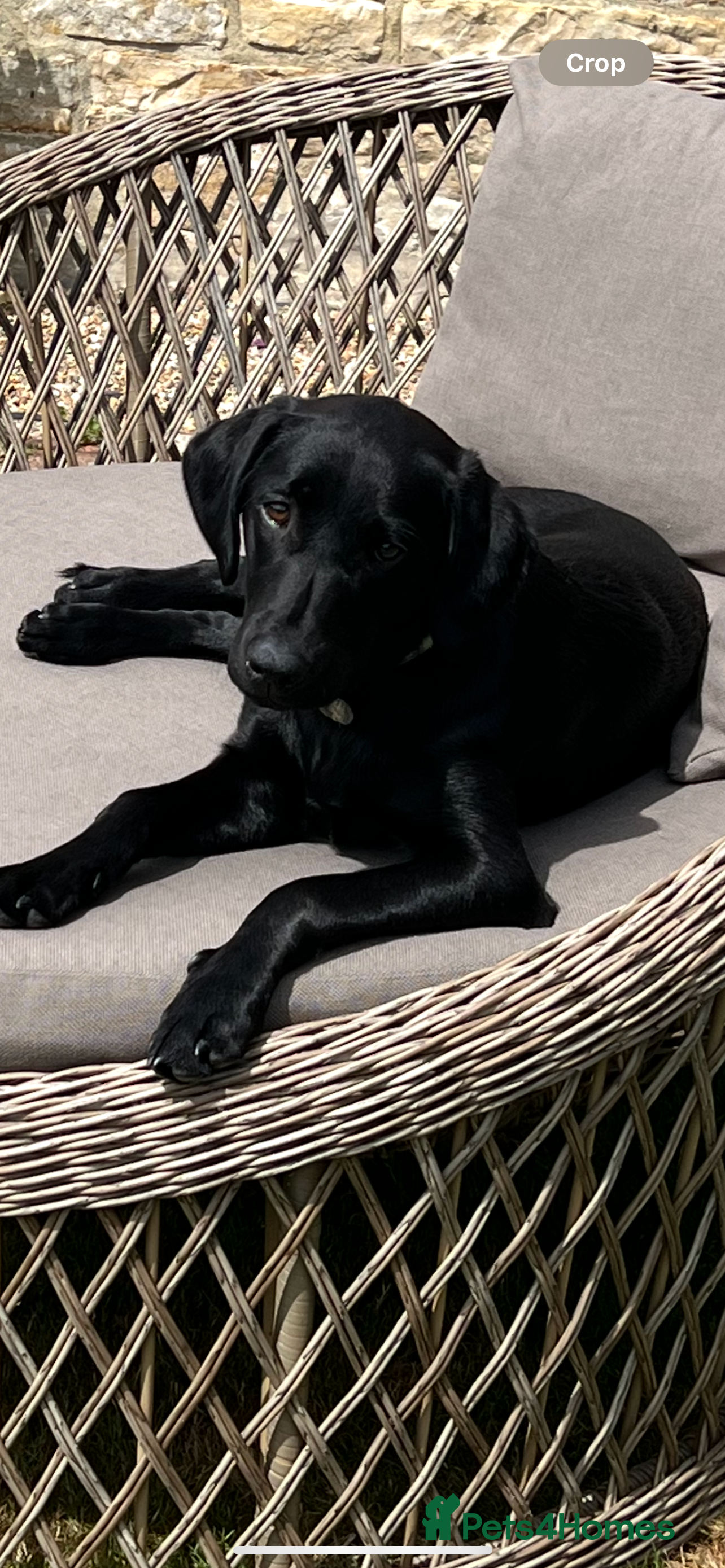 Labrador Retriever dogs Home bred labrador puppies - Advert 11