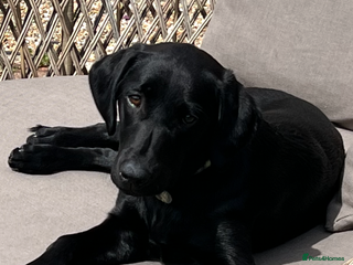 Labrador Retriever dogs Home bred labrador puppies - Advert 11