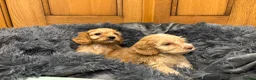 Cockapoo dogs for sale: Cockapoo Puppies – Boys and Girls Available - Advert 5