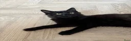 Maine Coon cats for sale: 75% Maine coon  - Advert 3
