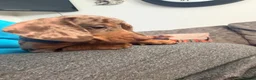 Miniature Dachshund dogs for sale: Smooth haired miniature Daschund babies in Liverpool - Advert 13