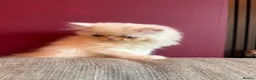 Persian cats for sale: Odd eyed male kitten  - Advert 18