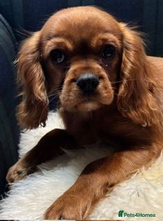 Cavalier King Charles Spaniel dogs Kennel Club registered ruby Cavalier boy puppies. - Advert 1