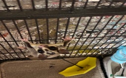 Sugar Glider rodents for sale: Sugar glider for sale - Image 2