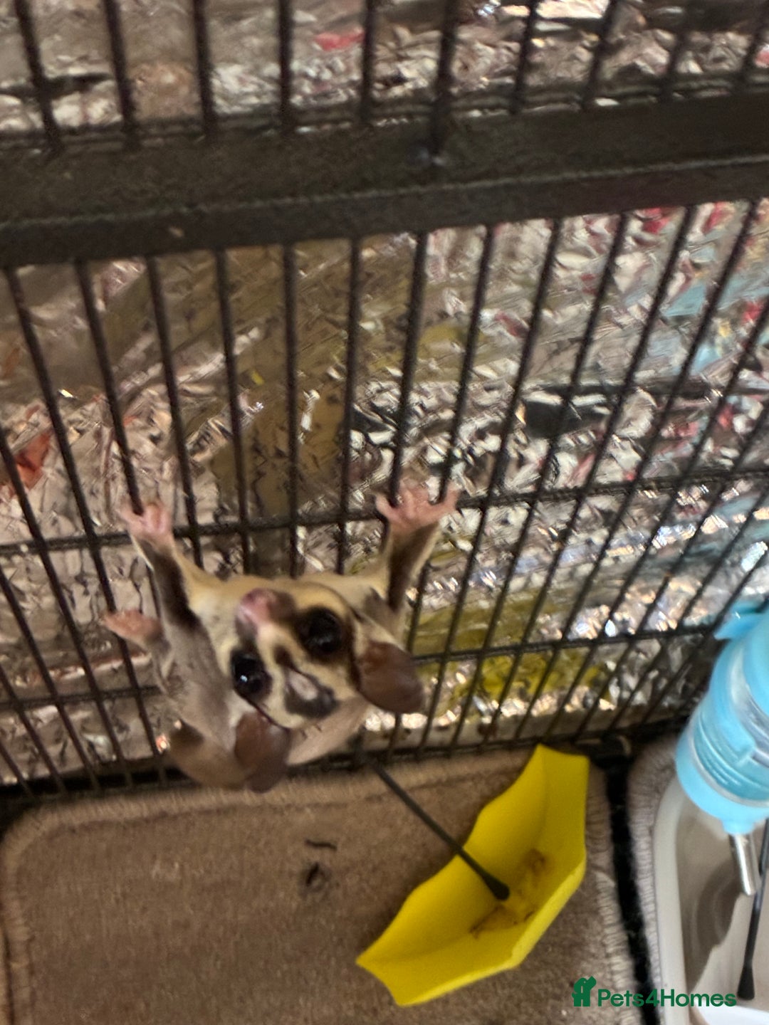 Sugar Glider rodents for sale: Sugar glider for sale - Image 2