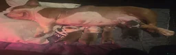 American Bully dogs for sale: Muscletone Bloodline American Bully Puppies - Advert 2