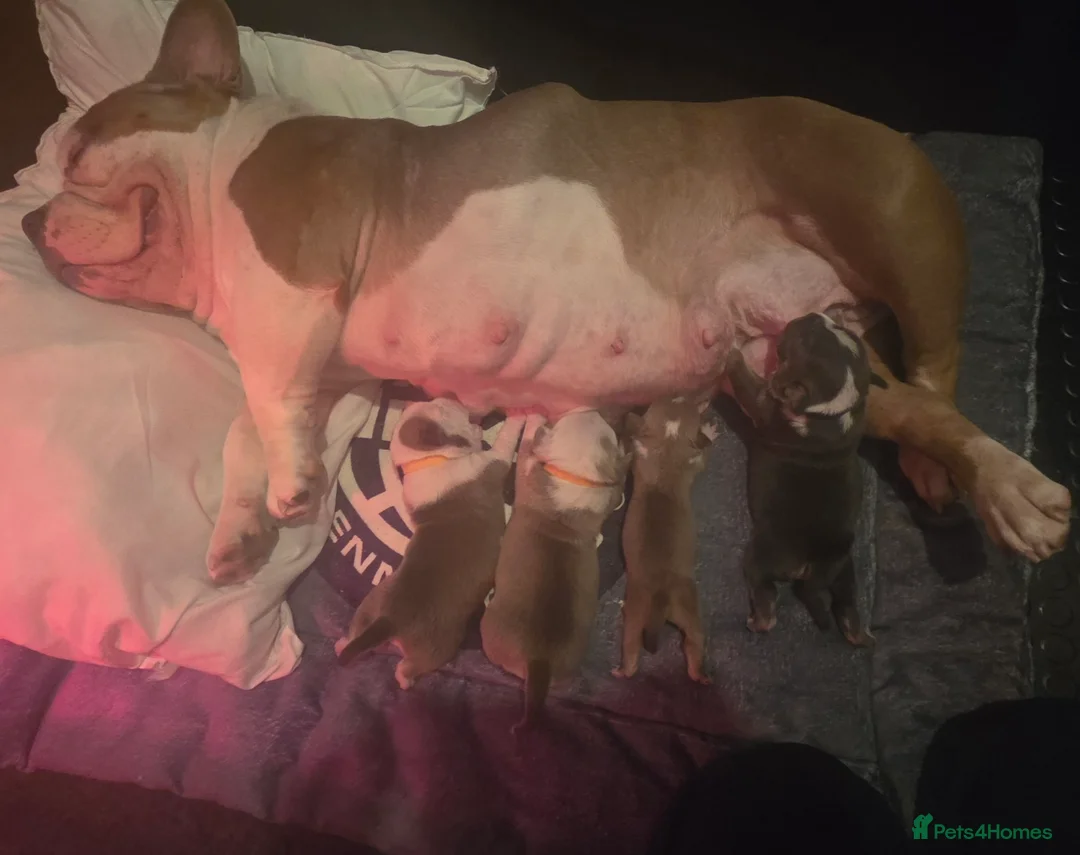 American Bully dogs for sale: Muscletone Bloodline American Bully Puppies - Advert 2