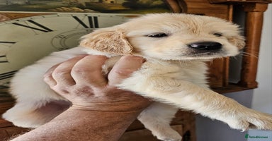 Golden Retriever dogs - Advert 8