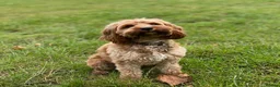 Cavapoo dogs for sale: Health tested Cavapoos due to be born 29th June - Advert 1