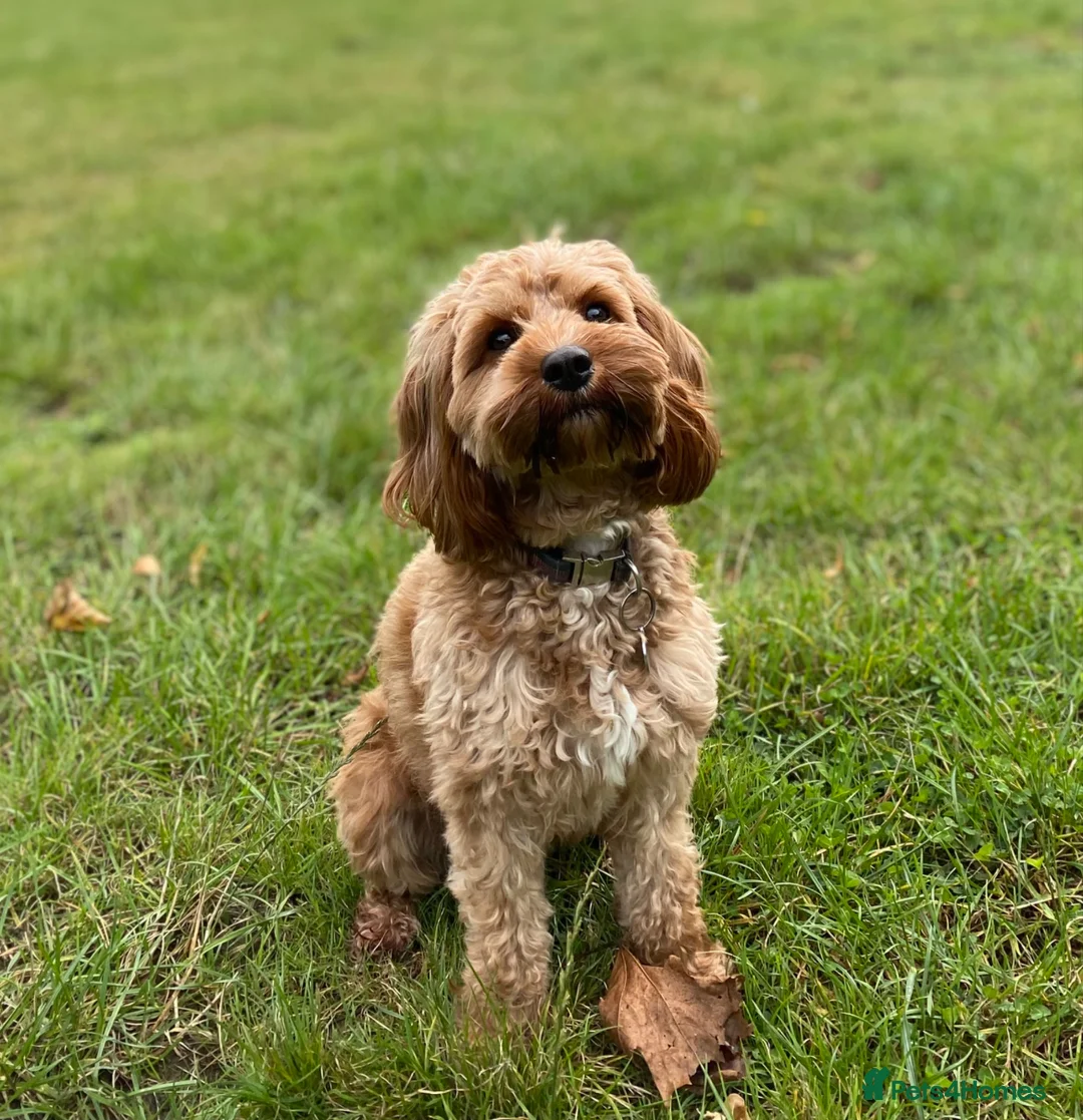 Cavapoo dogs for sale: Health tested Cavapoos due to be born 29th June - Advert 1
