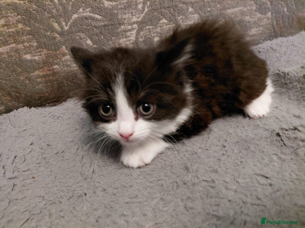 Mixed Breed cats - Advert 3