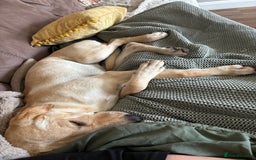 Mixed Breed dogs for sale: New foster or adoption home needed🏡 - Image 8