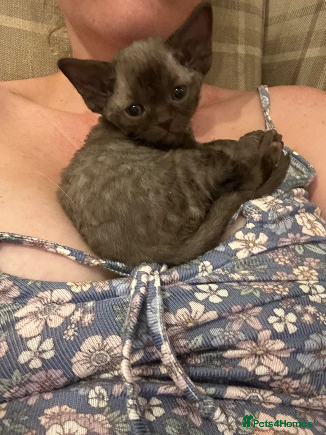 Devon Rex cats for sale: Beautiful GCCF Registered Devon Rex Kittens 🩷 - Advert 2