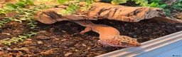 Leopard Gecko reptiles for sale: Leopard Gecko with 4ftx2ft Vivarium in Chatham - Advert 2