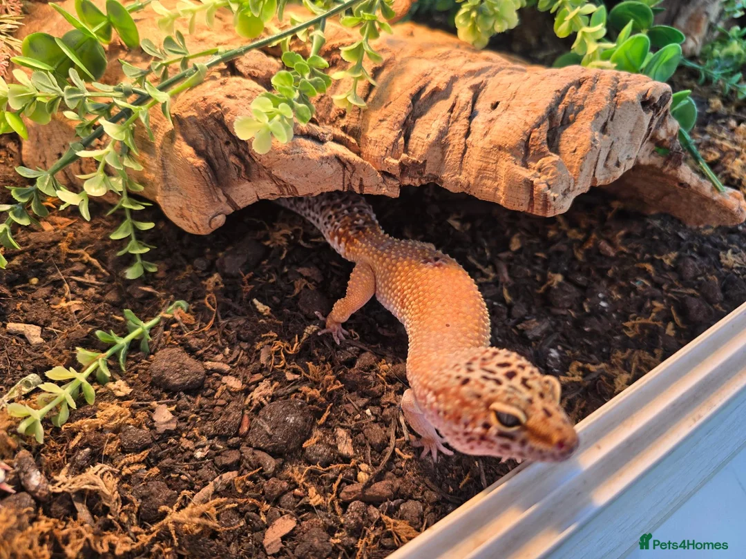 Leopard Gecko reptiles for sale: Leopard Gecko with 4ftx2ft Vivarium in Chatham - Advert 2