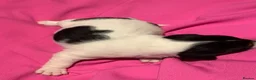 Jack Russell dogs for sale: Jack Russel blue merle - Advert 21