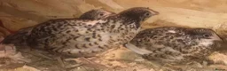 Quail poultry for sale: CHINESE PAINTED BUTTON QUAIL EGGS ! - Advert 25