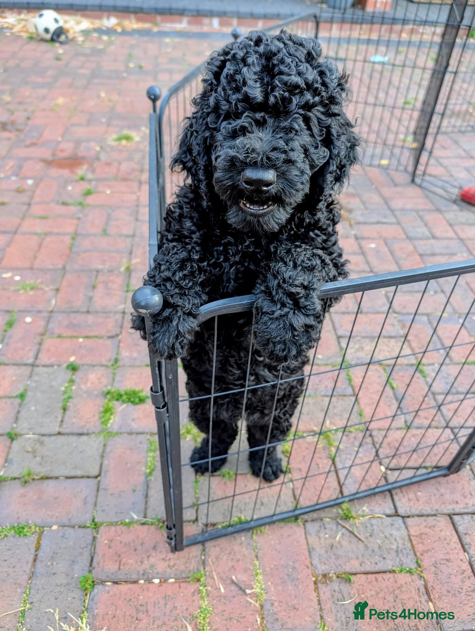 Standard Poodle dogs Exceptional RKC Registered Standard Poodle Puppies - Advert 2