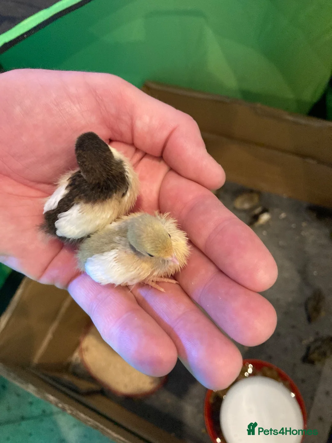 Quail poultry for sale: Button quail chicks in Huddersfield - Advert 1