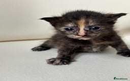 Mixed Breed cats for sale: Beautiful kittens  - Image 5
