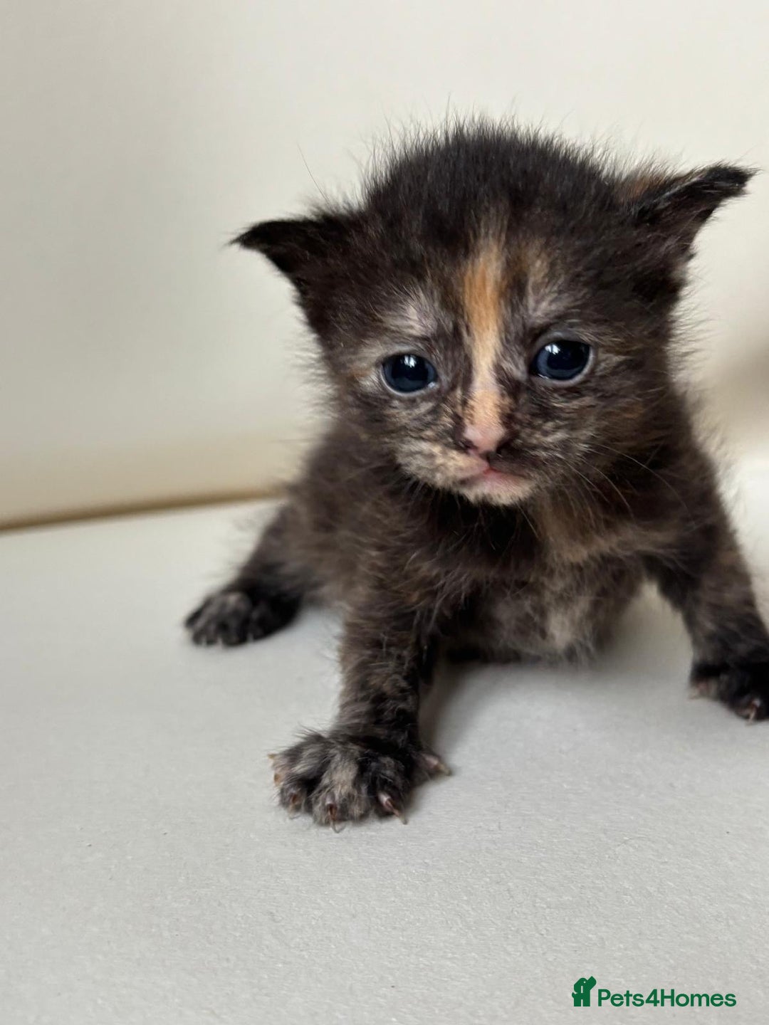 Mixed Breed cats for sale: Beautiful kittens  - Image 5