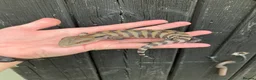 Skink reptiles for sale: Baby Blue Tongue Skinks - Advert 6