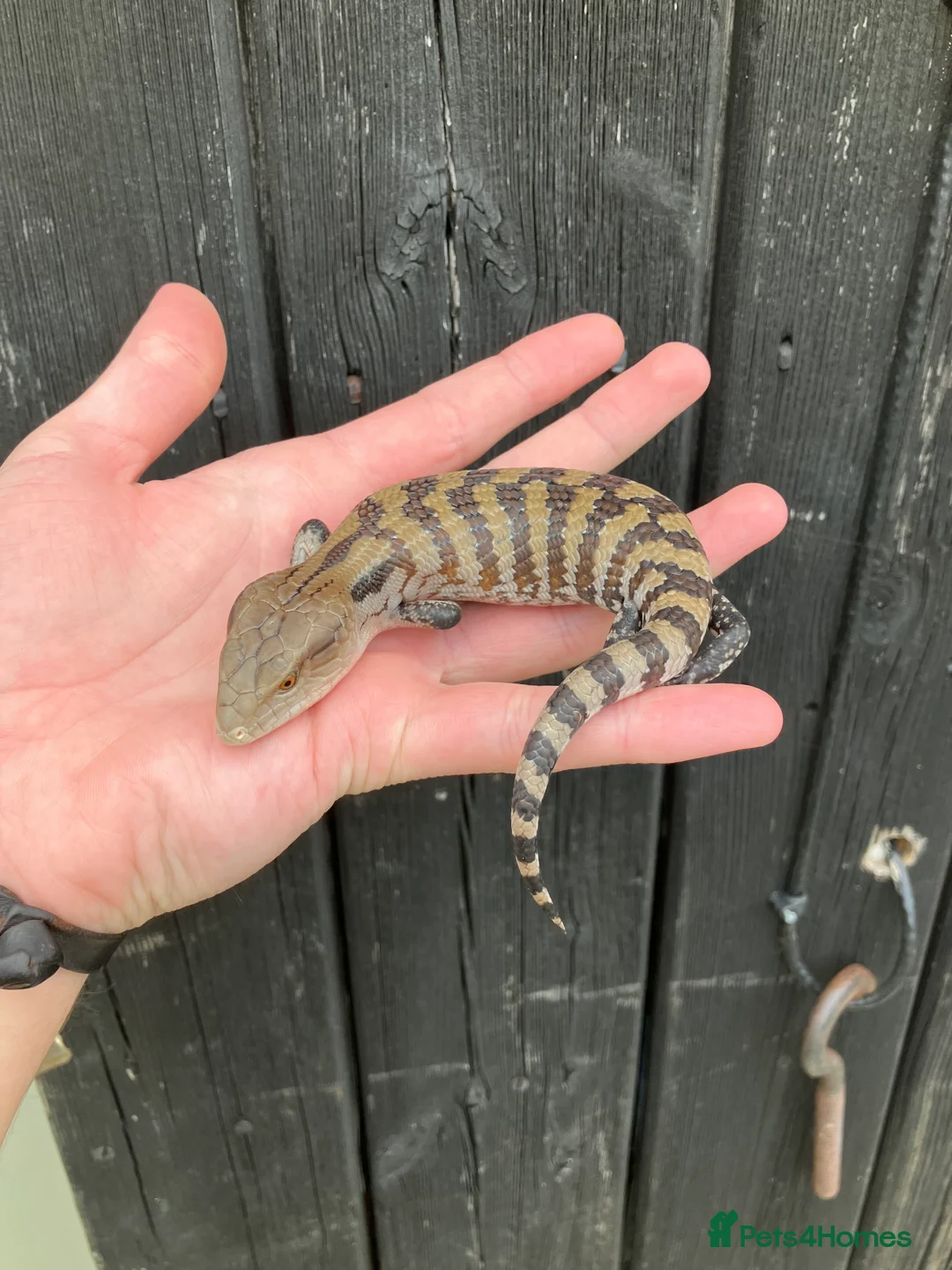 Skink reptiles for sale: Baby Blue Tongue Skinks - Advert 6