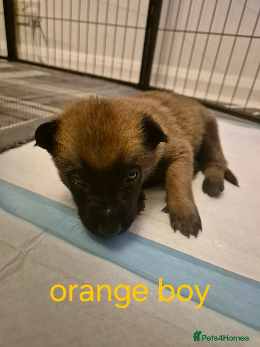 Belgian Shepherd Dog dogs for sale: KC Registered Belgian Malinois - Advert 13