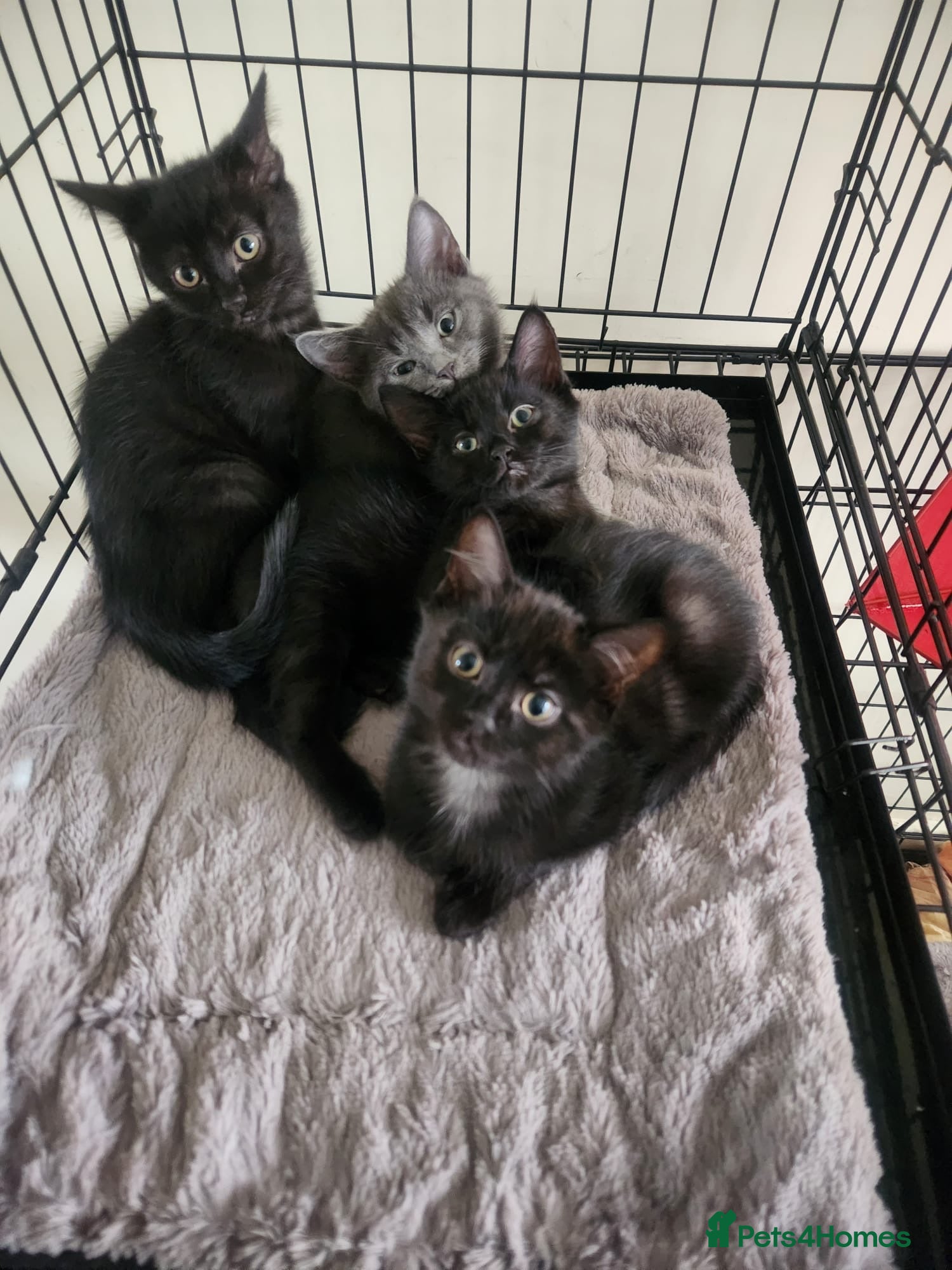 British Shorthair cats 4 kittens for sale  - Advert 15