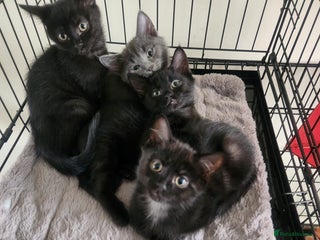 British Shorthair cats 4 kittens for sale - Advert 1