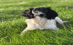 English Springer Spaniel dogs for stud: Stunning Black & White KC Springer Spaniel(PROVEN) - Image 2