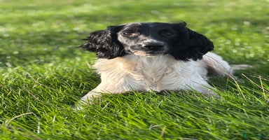 English Springer Spaniel dogs - Advert 1