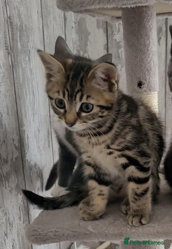 Domestic Shorthair cats  1 delightfully cuddly purr baby left - Advert 2