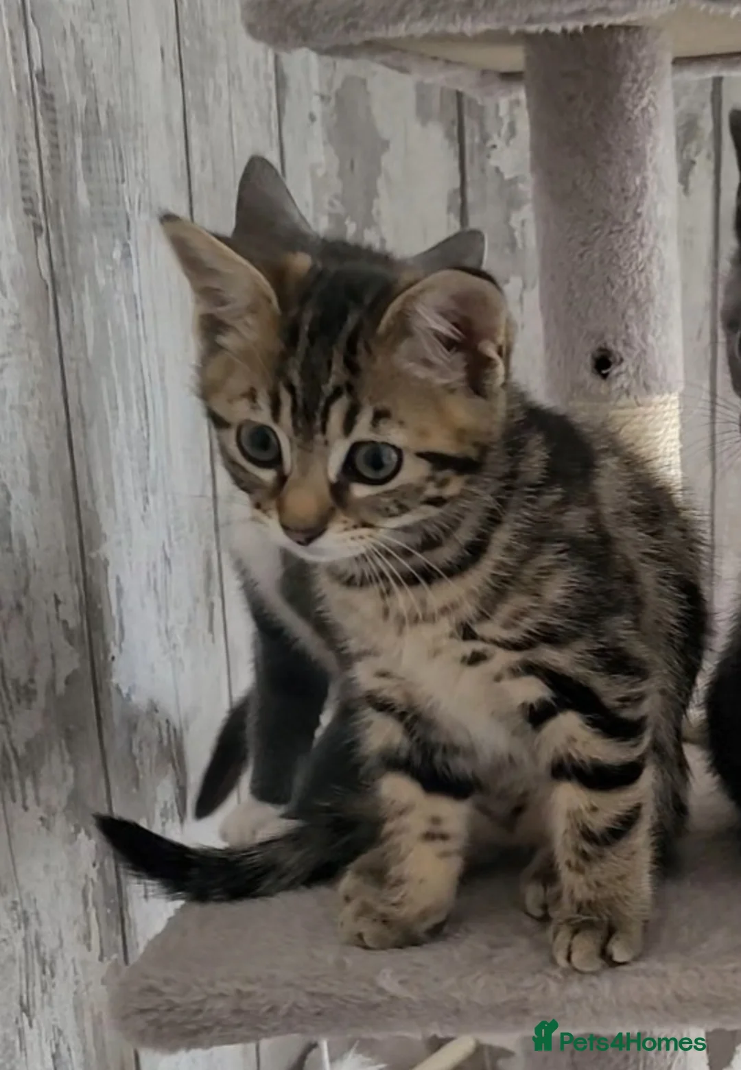 Domestic Shorthair cats for sale: 2 female adorable affectionate kittens in Seaton - Advert 2