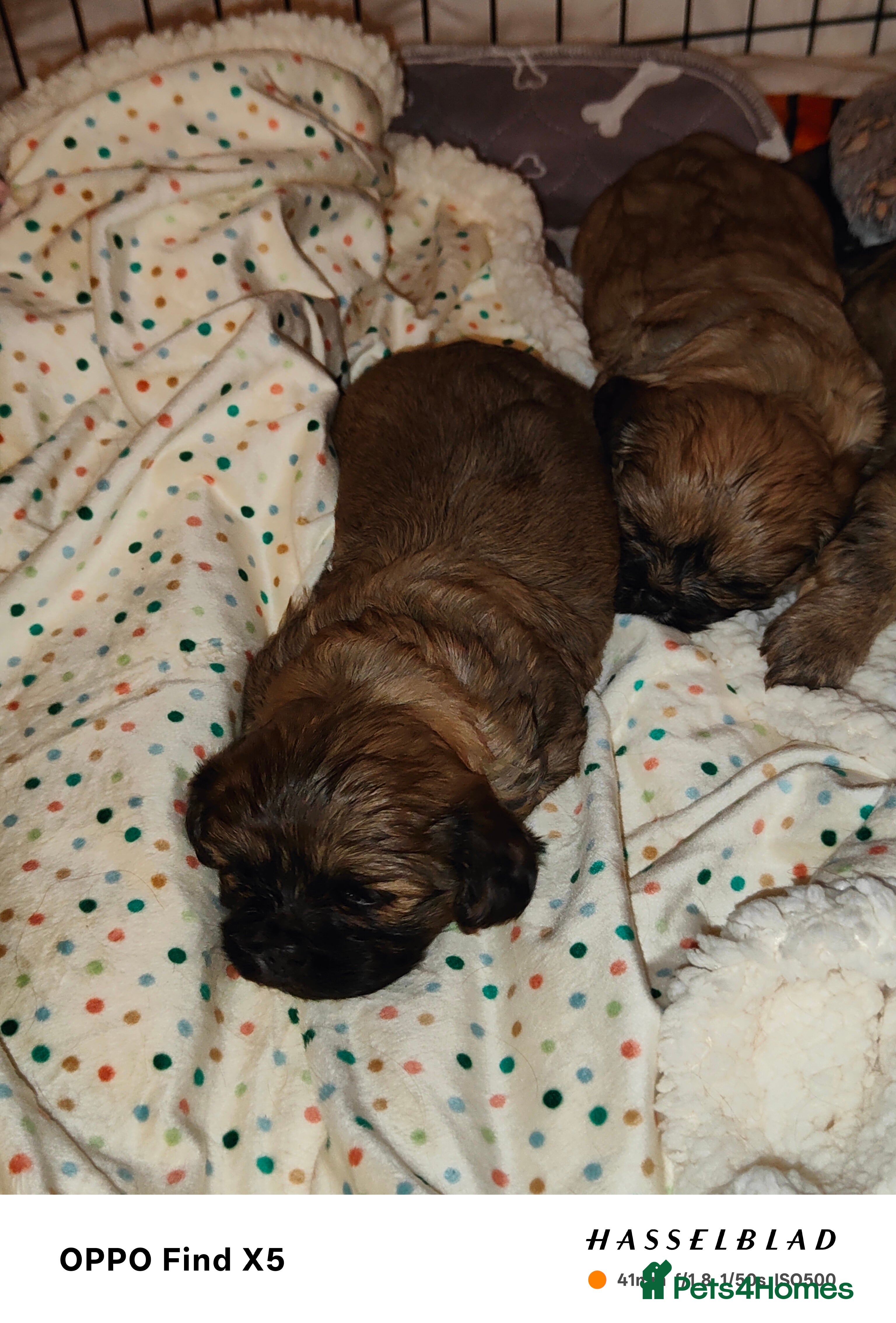 Cava Tzu dogs CAVA TZU FOR SALE - Advert 1